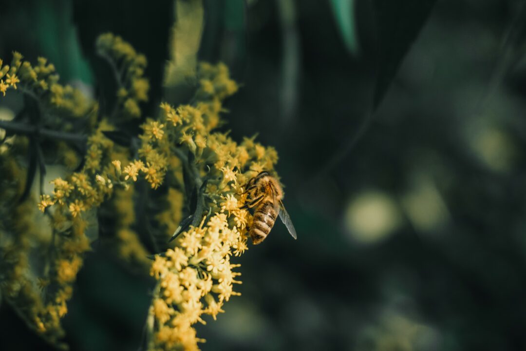 Biene mit Bokeh Effekt